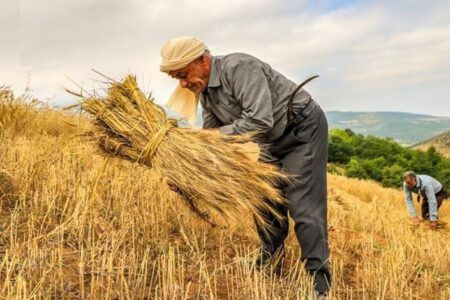 صف‌های طولانی نشان از افزایش تولید گندم است