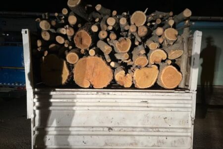 کشف 4 تن چوب قاچاق جنگلی در استان اردبیل