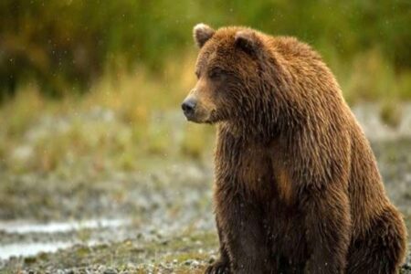تشکیل پرونده قضایی برای عاملان اتلاف خرس قهوه ای در انگوت