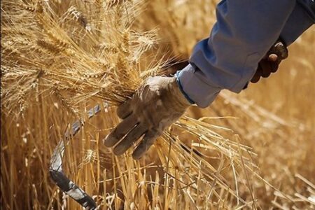 خرید گندم در استان اردبیل از مرز ۲۴۰ هزارتن گذشت