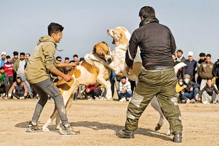 دادستان خلخال مانع برگزاری مسابقه حیوان آزاری شد