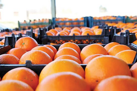 میوه شب عید ۲۰ درصد پایین‌تر از قیمت بازار در اردبیل